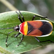 Harlequin Bug