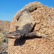 San Esteban Island Chuckwalla