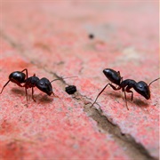 Black Ants