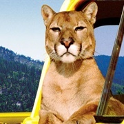 Charlie Lonesome Cougar