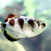 Banded Archerfish