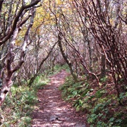 Craggy Gardens Rhododendron Tunnels