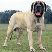 Mastiff