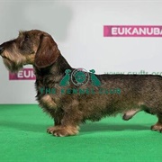 Dachshund (Miniature Wire Haired)