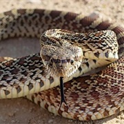 Bullsnake