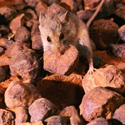 Kakadu Pebble-Mound Mouse