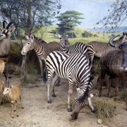 Powell-Cotton Dioramas