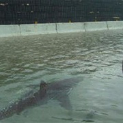 The Hurricane Harvey Freeway Shark