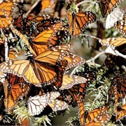 Michoacán - Angangueo