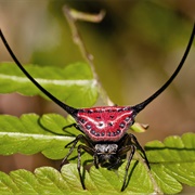 Curved Spiny Spider