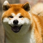 Japanese Akita