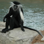 Angolan Colobus Monkey