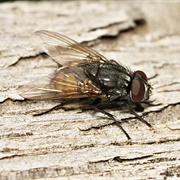House Fly