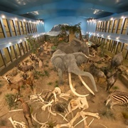 Lasting Legacy Wildlife Museum