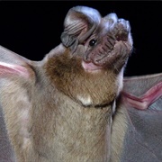 Great Northern Free-Tailed Bat