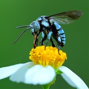 Neon Cuckoo Bee