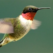 Ruby-Throated Hummingbird