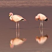 Laguna Colorada