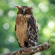 Buffy Fish Owl