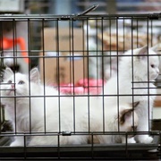 S3.E19: Terry Kitties