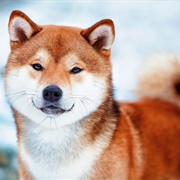 Japanese Shiba Inu