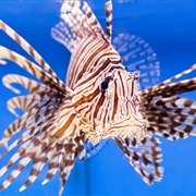 Lionfish