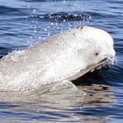 Churchill River Beluga Whales