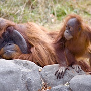 3 Orangutans 1 Blender