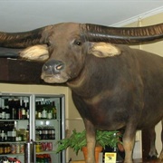 Charlie the Water Buffalo