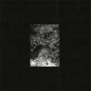 The Trees & the Wild - Zaman, Zaman