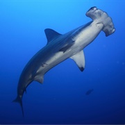 Hammerhead Shark