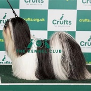 Lhasa Apso