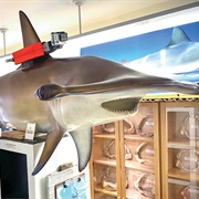 Living Sharks Museum
