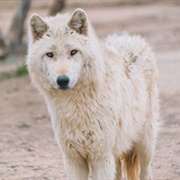 Wild Spirit Wolf Sanctuary