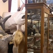 The Academy of Taxidermy