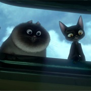 Veteran Cat & Fat Cat