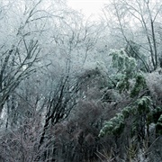 Ice Storm