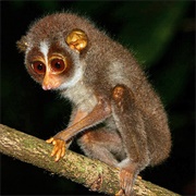 Slender Loris
