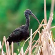 Hermit Ibis