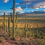 Saguaro National Park, USA