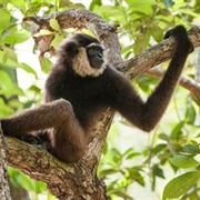 Bornean White Bearded Gibbon