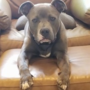 American Staffordshire Terrier