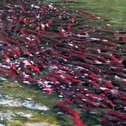 Adams River Salmon Run
