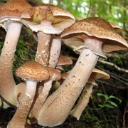 Honey Mushroom: The Humongous Fungus