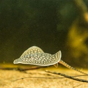 Black-Tailed Antenna Ray