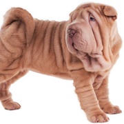 Shar Pei