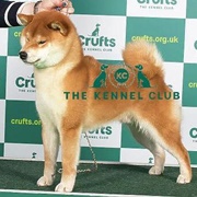Japanese Shiba Inu