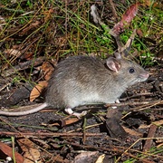Bush Rat