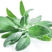 Fresh Sage