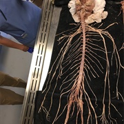 The Nervous System of &#39;Harriet Cole&#39;
